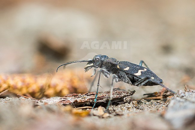 Wood tiger beetle - Wald-Sandlaufkäfer - Cicindela sylvatica, Russia (Baikal), imago stock-image by Agami/Ralph Martin,