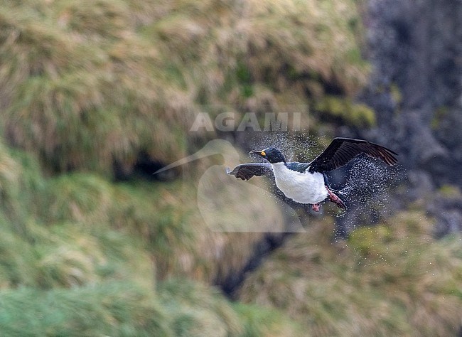Macquarie Shag (Leucocarbo purpurascens) on Macquarie island, Australia. Shaking water from its feathers in mid air. stock-image by Agami/Marc Guyt,