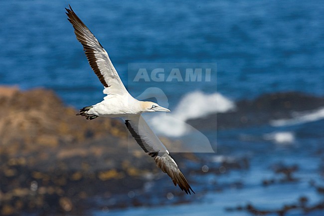 Kaapse Jan-van-gent in vlucht; Cape Gannet in flight stock-image by Agami/Marc Guyt,