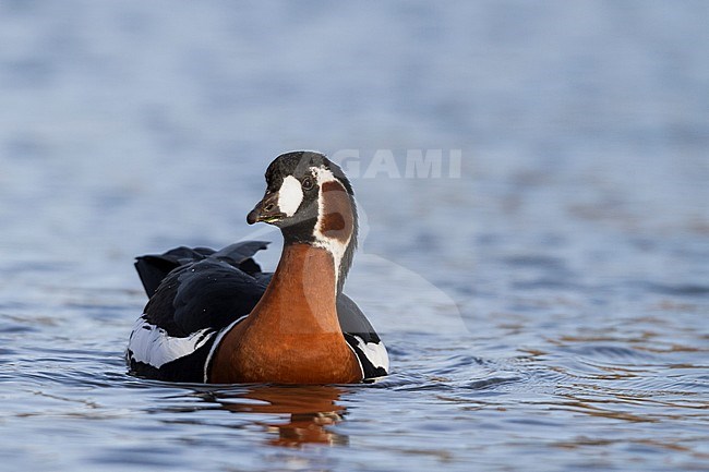 Red-breasted Goose - Rothalsgans - Branta ruficollis, Germany, adult stock-image by Agami/Ralph Martin,