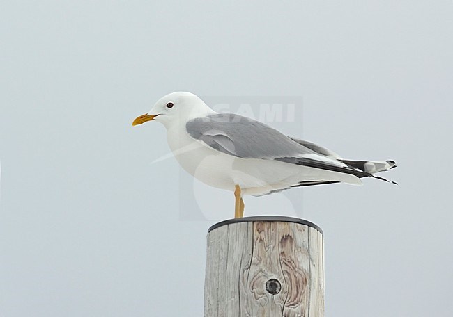 Stormmeeuw op paal; Mew Gull on pole stock-image by Agami/Markus Varesvuo,