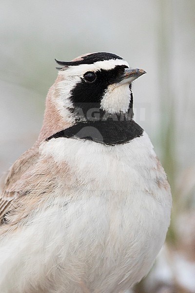 Adult Steppe Horned Lark (Eremophila alpestris brandtii) in breeding plumage, standing on the ground in steppes of Kyrgyzstan. stock-image by Agami/Ralph Martin,