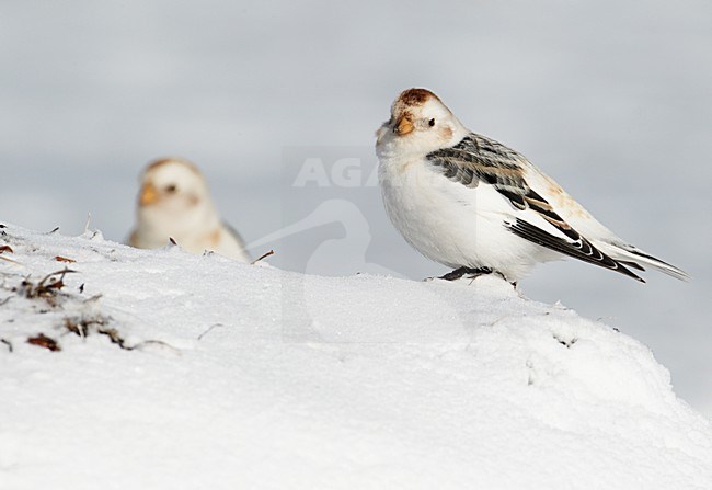 Sneeuwgors in winterkleed, Snow Bunting in winterplumage stock-image by Agami/Markus Varesvuo,