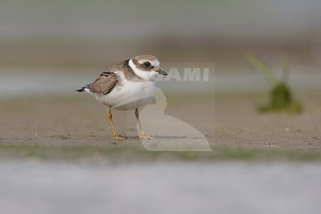 Onvolwassen Bontbekplevier; Immature Common Ringed Plover  stock-image by Agami/Arie Ouwerkerk,