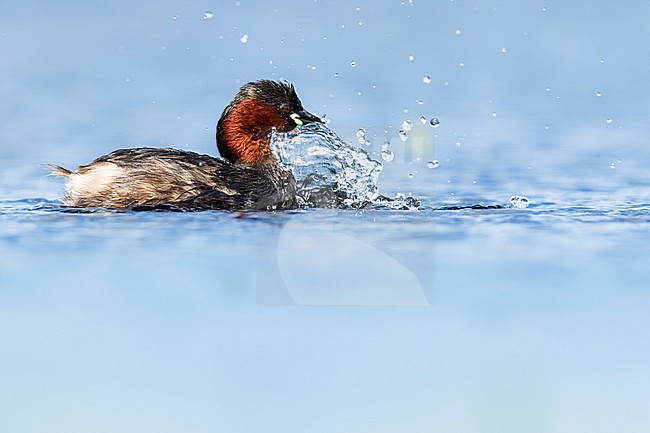 Adult Little Grebe (Tachybaptus ruficollis) in summer plumage swimming in fresh water lake in Netherlands. stock-image by Agami/Wil Leurs,