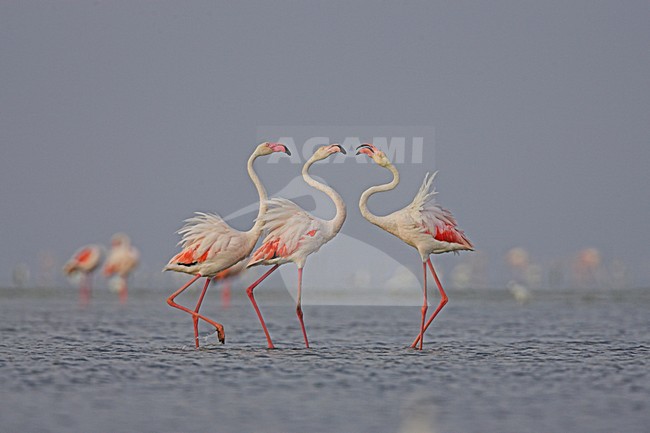 Flamingo in ondiep water; Greater Flamingo in shallow water stock-image by Agami/Menno van Duijn,