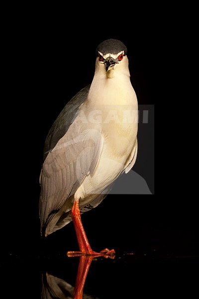 Kwak; Black-crowned Night Heron; Nycticorax nycticorax stock-image by Agami/Marc Guyt,