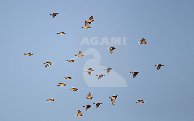 Cedar Waxwing (Bombycilla cedrorum) flock in flight on migration at Cape May, New Jersey, USA stock-image by Agami/Helge Sorensen,