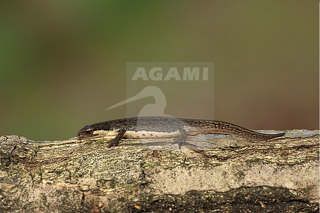 Vinpootsalamander; palmate newt; stock-image by Agami/Walter Soestbergen,