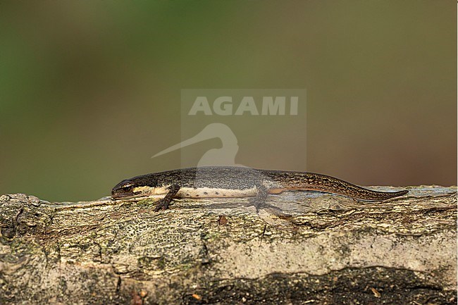 Vinpootsalamander; palmate newt; stock-image by Agami/Walter Soestbergen,