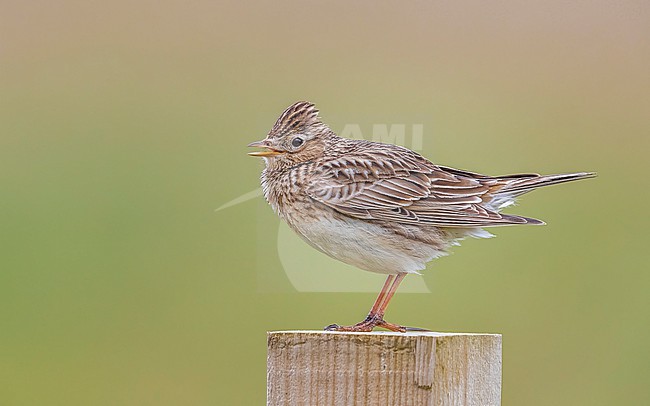 Male Eurasian Skylark (Alauda arvensis arvensis) perched on a post in North Ronaldsay Airport, Orkney, Scotland, United Kingdom. stock-image by Agami/Vincent Legrand,