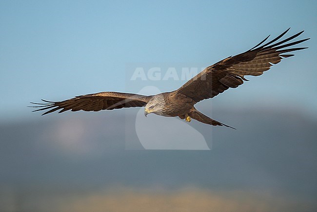Black Kite (Milvus migrans) flying over steppes in Spain. stock-image by Agami/Alain Ghignone,