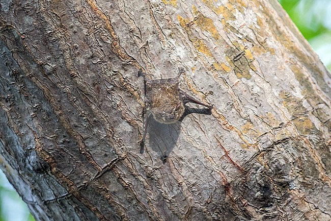 Proboscis bat (Rhynchonycteris naso) perched at a tree stock-image by Agami/Pete Morris,