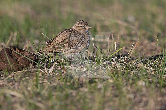 An adult Asian Short-toed Lark ( Alaudala cheleensis) sitting in the morning sun in highly overgrazed grassland next to a cowpat in Mongolian easternmost Aimag, Dornod Aimag stock-image by Agami/Mathias Putze,