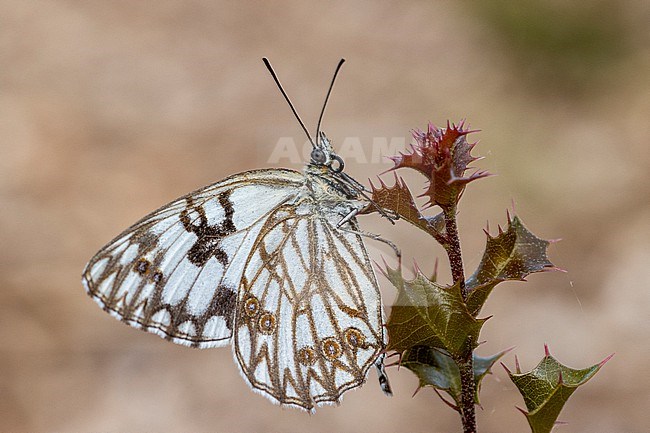 Western Marbled White (Melanargia occitanica) taken the 16/04/2022 at Rognes - France stock-image by Agami/Nicolas Bastide,