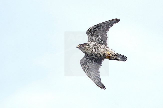 Adult Gyrfalcon (Falco rusticolus) at Seward Peninsula, Alaska, USA during arctic summer (June). stock-image by Agami/Brian E Small,