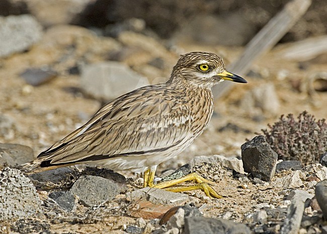 Eurasian Thick-knee perched; Griel zittend stock-image by Agami/Roy de Haas,