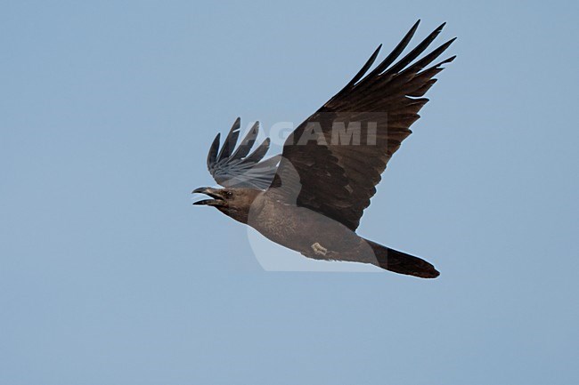 Bruinnekraaf in vlucht; Brown-necked Raven in flight stock-image by Agami/Daniele Occhiato,