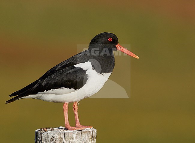 Eurasian Oystercatcher (Haematus ostralegus) perched on a wooden pole on Iceland. stock-image by Agami/Markus Varesvuo,