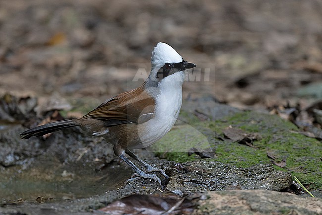 White-crested Laughingthrush (Garrulax leucolophus) at Kaeng Krachan NP, Thailand stock-image by Agami/David Monticelli,
