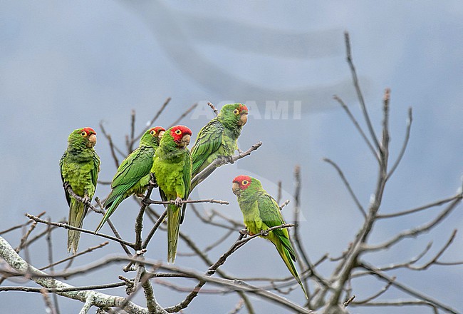 Red-masked Parakeet (Psittacara erythrogenys) in northern Peru. Small flock of parakeets perched in top of a tree. stock-image by Agami/Pete Morris,