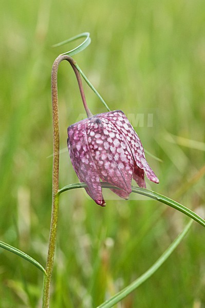 Kievitsbloem, Snakes Head Fritillary, Fritillaria meleagris stock-image by Agami/Marc Guyt,