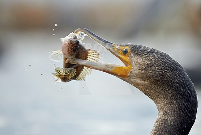 Onvolwassen Aalscholver met vis; Immature Great Cormorant with fish stock-image by Agami/Markus Varesvuo,