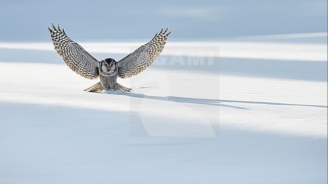 Hawk Owl (Surnia ulula) Kuusamo Finland February 2016 stock-image by Agami/Markus Varesvuo,