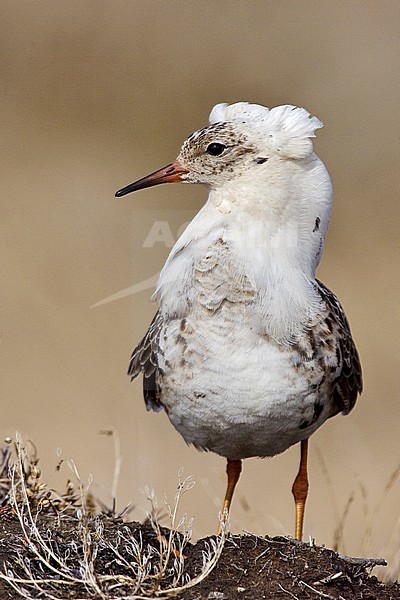 Kemphaan, Ruff, Philomachus pugnax 
Adult male breeding 
Barrow, AK 
June 2009 stock-image by Agami/Brian E Small,