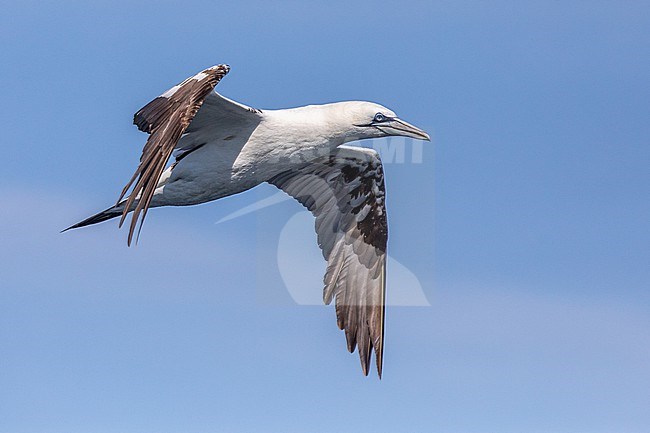 Immature Northern Gannet (Morus bassanus), flying, seen from below, with a blue background, in Brittany, France. stock-image by Agami/Sylvain Reyt,