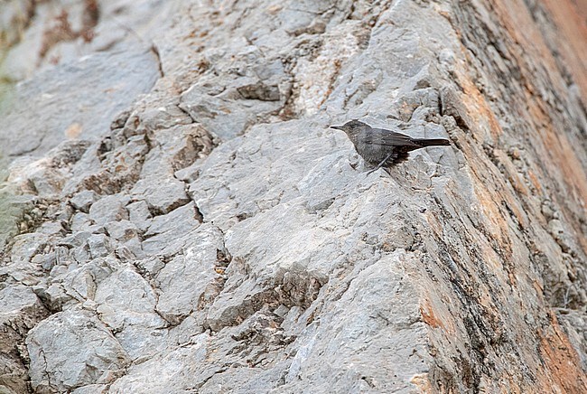 First-winter male Blue Rock Thrush (Monticola solitarius) during autumn on the Calalonian coast in Spain. Sitting alert on steep cliff looking down. stock-image by Agami/Marc Guyt,