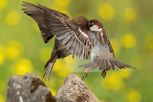 Italian Sparrow (Passer italiae), adult male and female fighting in flight, Campania, Italy stock-image by Agami/Saverio Gatto,
