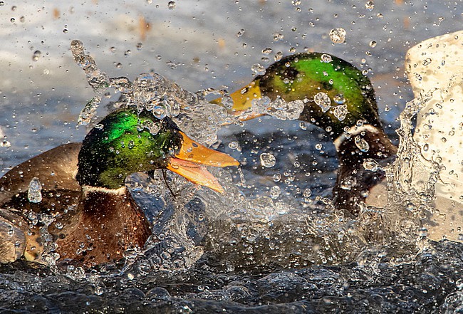 Two males Mallard (Anas platyrhynchos) fighting in an urban lake in  Katwijk, Netherlands. stock-image by Agami/Marc Guyt,