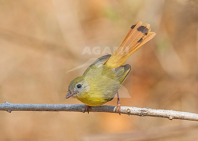 Livingstone's flycatcher (Erythrocercus livingstonei) in Tanzania. stock-image by Agami/Pete Morris,