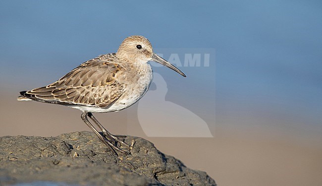 First-winter American Dunlin (Calidris alpina hudsonia) on the beach of La Haute-Côte-Nord, Quebec in Canada. stock-image by Agami/Ian Davies,