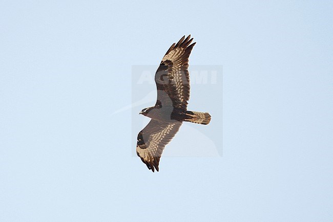 Long-legged Buzzard (Buteo rufinus rufinus) dark morph adult in flight stock-image by Agami/Dick Forsman,