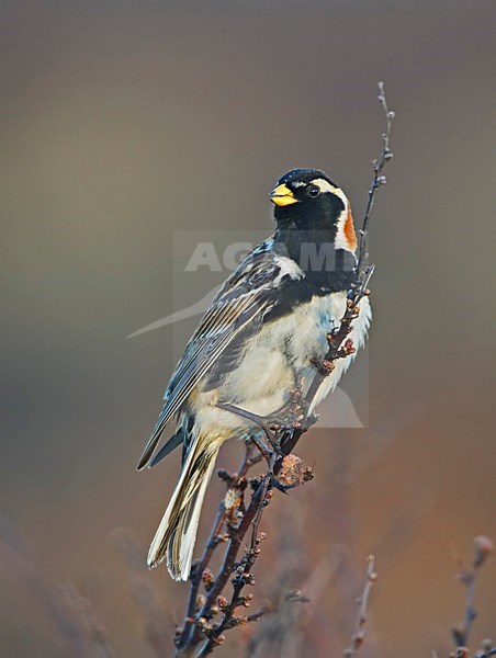 Volwassen mannetje IJsgors in broedgebied; Adult male Lapland Longspur at breeding site stock-image by Agami/Markus Varesvuo,