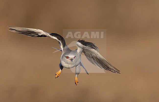 Black-winged Kite (Elanus caeruleus ssp. caeruleus) in flight seen from front, Castilla-La Mancha, Spain stock-image by Agami/Helge Sorensen,