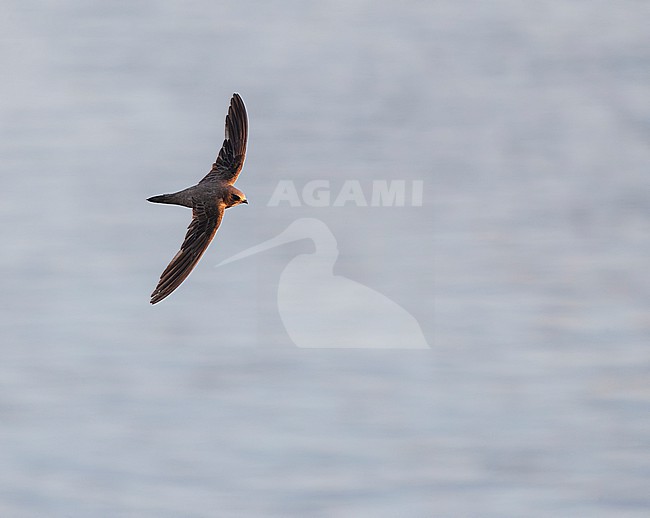 Pallid Swift (Apus pallidus) in central Spain during summer. stock-image by Agami/Marc Guyt,