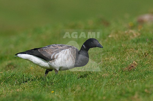 Witbuikrotgans foeragerend; Brent Goose foraging stock-image by Agami/Daniele Occhiato,
