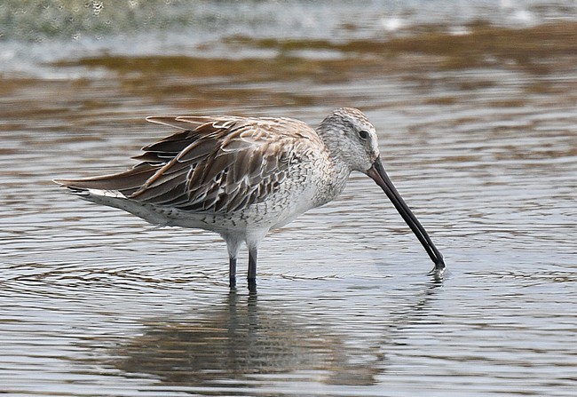 Asian Dowitcher (Limnodromus semipalmatus) wintering in Myanmar. stock-image by Agami/Laurens Steijn,