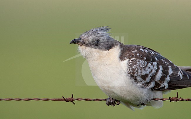 Adult Great Spotted Cuckoo (Clamator glandarius) perched on barbed wire at Extremadura, Spain stock-image by Agami/Helge Sorensen,
