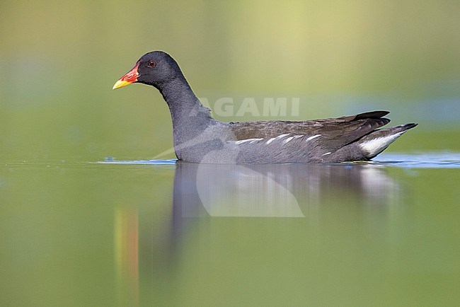 Common Moorhen (Gallinula chloropus), side view of an adult swimming in the water, Campania, Italy stock-image by Agami/Saverio Gatto,