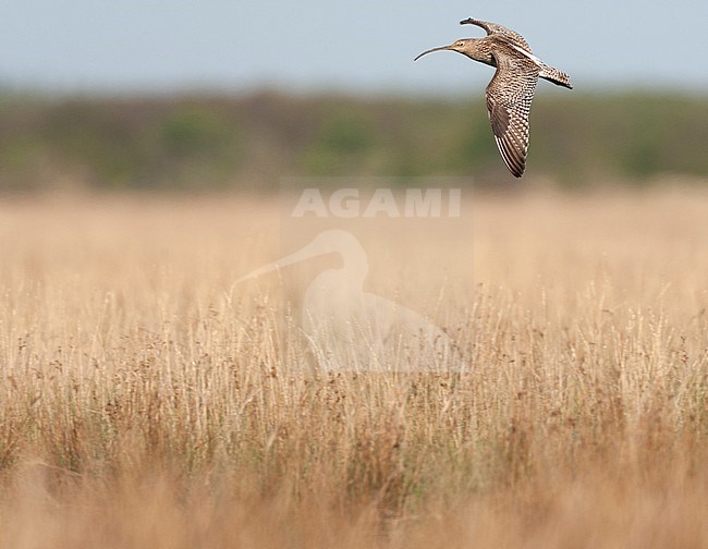 Adult Eurasian Curlew (Numenius arquata) flying above field with low dry scrub during spring time on Texel in the Netherlands. stock-image by Agami/Marc Guyt,