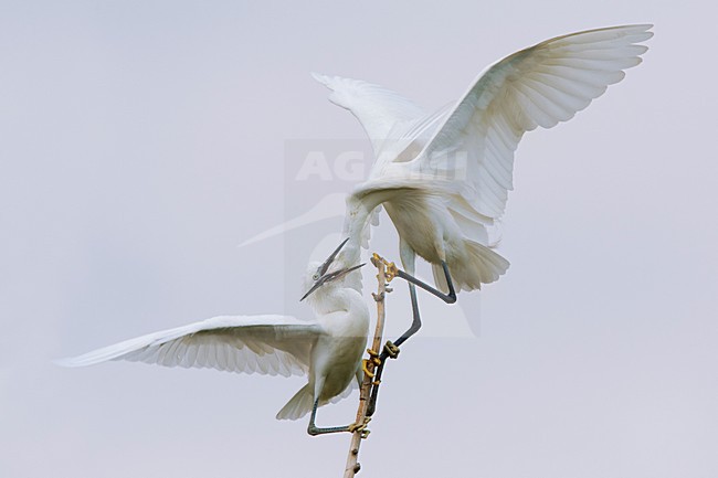 Vechtende Kleine Zilverreiger in kolonie; Little Egrets fighting in colony stock-image by Agami/Daniele Occhiato,