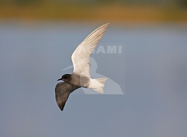 Black Tern adult flying; Zwarte Stern volwassen vliegend stock-image by Agami/Markus Varesvuo,