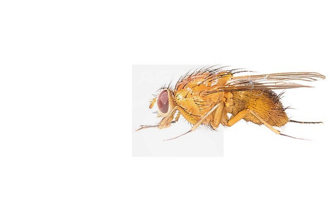 Thricops diaphanus stock-image by Agami/Wil Leurs,