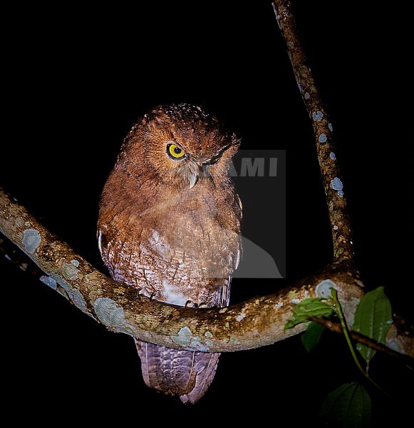 Santa Marta Screech Owl (Megascops gilesi), newly described and endemic owl, El Dorado ProAves Reserve, Colombia stock-image by Agami/Tomas Grim,