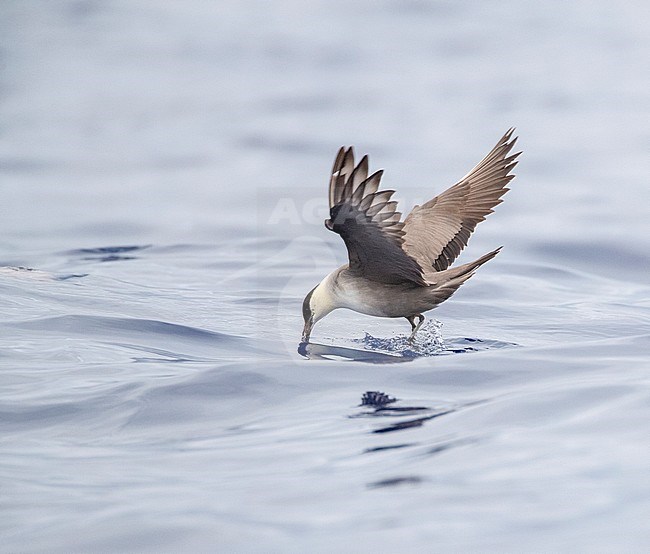 Long-tailed Skua (Stercorarius longicaudus) flying off Madeira above the Atlantic ocean. Picking up food from the ocean surface. stock-image by Agami/Marc Guyt,