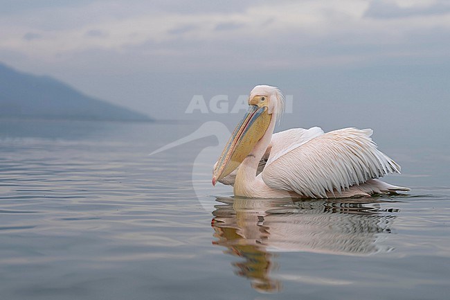 Great White Pelica (Pelecanus onocrotalus) in breeding plumage sitting in the water of a greec lac. stock-image by Agami/Marcel Burkhardt,